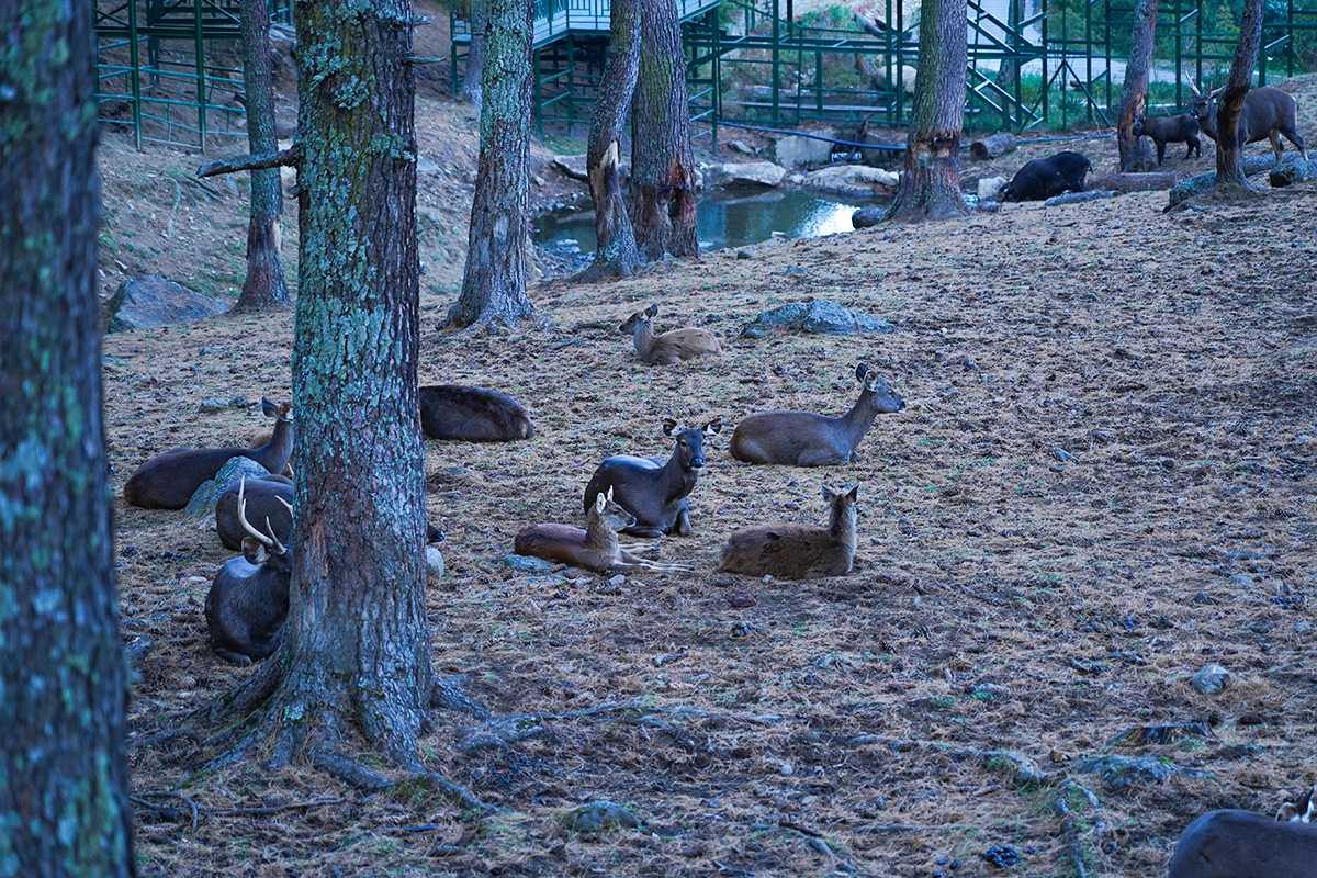 Jigme Dori National Park